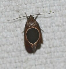 Hoplomorpha abalienella