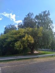 Parkinsonia aculeata