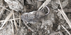 Peromyscus sonoriensis