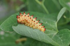 Zerynthia polyxena