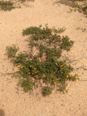 Stylosanthes viscosa