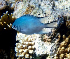 Amblyglyphidodon indicus