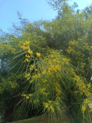 Parkinsonia aculeata