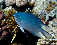 Amblyglyphidodon indicus