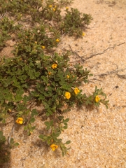 Stylosanthes viscosa