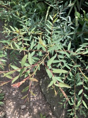 Phyllanthus sellowianus