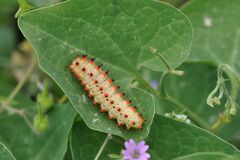 Zerynthia polyxena