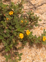 Stylosanthes viscosa