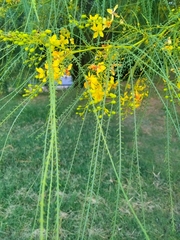 Parkinsonia aculeata