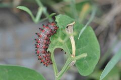 Zerynthia polyxena