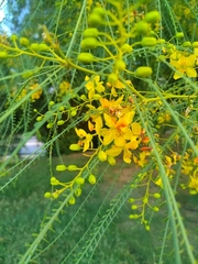 Parkinsonia aculeata