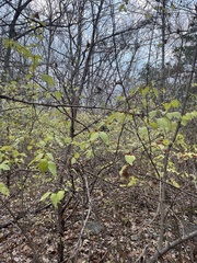 Zanthoxylum americanum