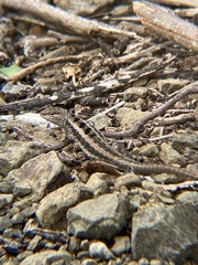 Microlophus occipitalis