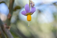 Solanum alphonsei
