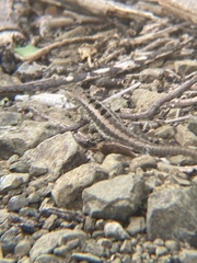 Microlophus occipitalis