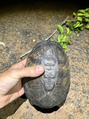 Pelusios castanoides