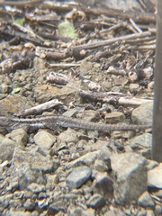 Microlophus occipitalis