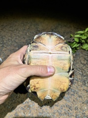 Pelusios castanoides