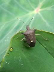 Proxys albopunctulatus