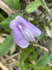 Centrosema pubescens