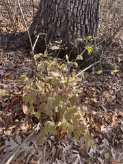Celtis occidentalis