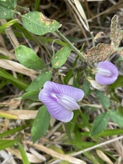 Centrosema pubescens