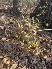 Lonicera