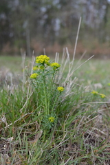 Euphorbia cyparissias
