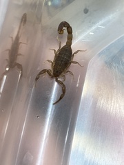 Compsobuthus schmiedeknechti