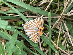 Pityeja histrionaria