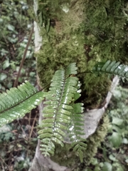 Polypodioideae