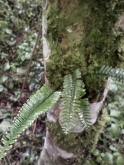 Polypodioideae