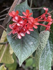 Clerodendrum speciosissimum