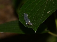 Isognathus allamandae