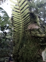 Polypodioideae