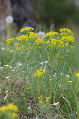 Euphorbia cyparissias