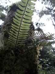Polypodioideae