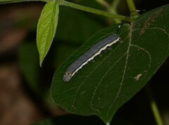 Isognathus allamandae