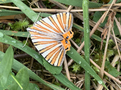 Pityeja histrionaria