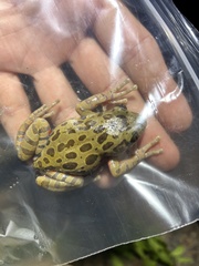 Hylambates maculatus