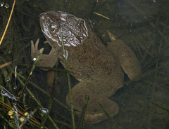 Hoplobatrachus chinensis