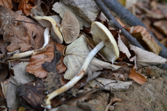 Agrocybe praecox