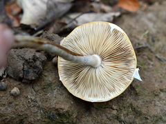 Agrocybe praecox
