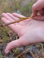 Leptysma marginicollis