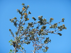 Tristerix corymbosus