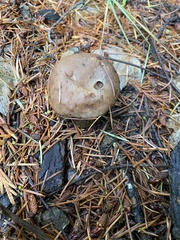 Suillus ponderosus