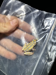 Hyperolius marmoratus taeniatus