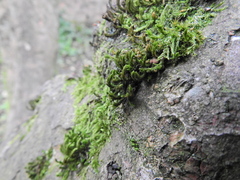 Cryphaea heteromalla