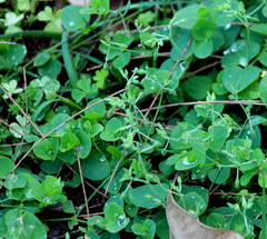 Drymaria cordata diandra