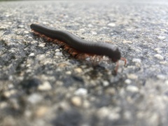 Myriapoda